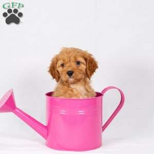 Logan, Maltipoo Puppy