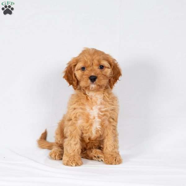 Logan, Maltipoo Puppy