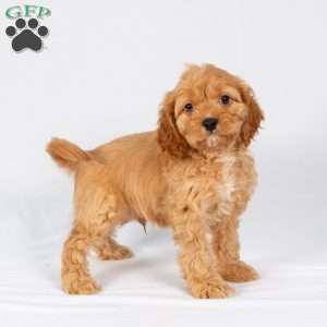 Logan, Maltipoo Puppy