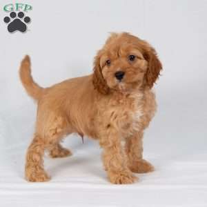 Logan, Maltipoo Puppy