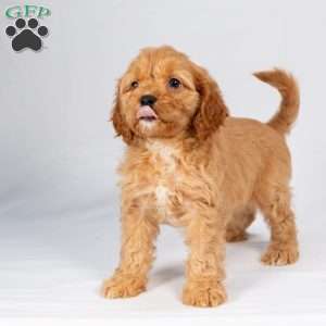 Logan, Maltipoo Puppy