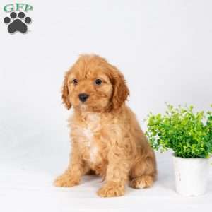 Logan, Maltipoo Puppy