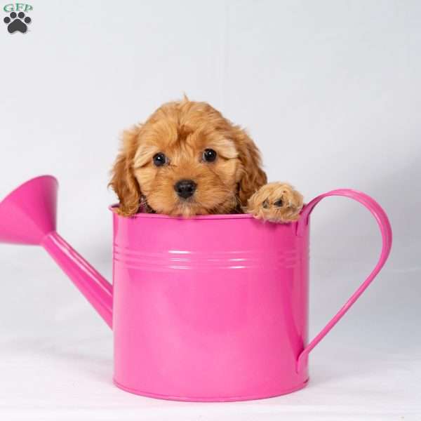 Lacey, Maltipoo Puppy