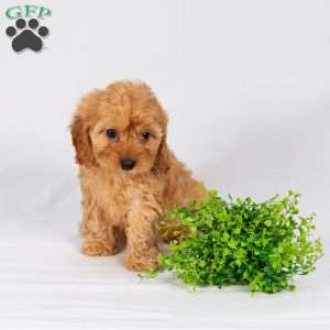 Lacey, Maltipoo Puppy