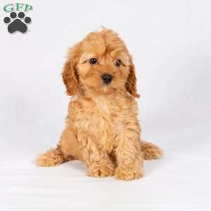 Lacey, Maltipoo Puppy