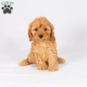 Lacey, Maltipoo Puppy