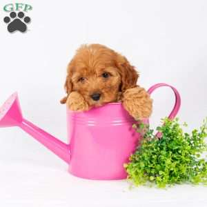 Leo, Maltipoo Puppy