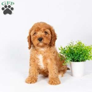 Leo, Maltipoo Puppy