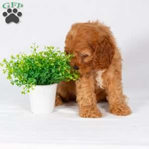 Leo, Maltipoo Puppy