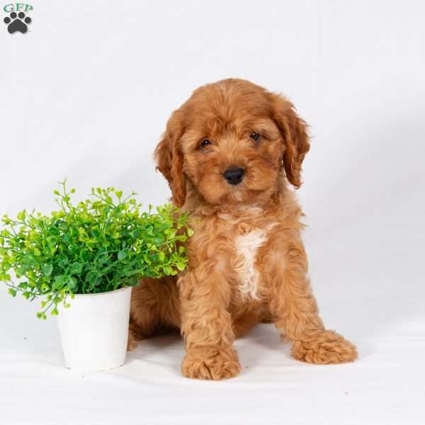 Leo, Maltipoo Puppy