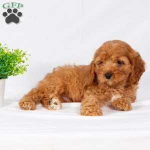 Leo, Maltipoo Puppy