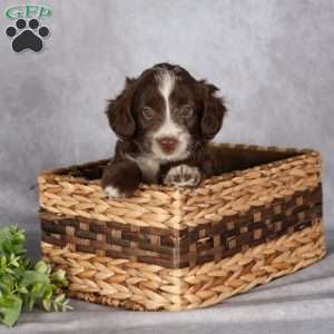Rosie, Mini Aussiedoodle Puppy