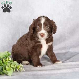 Rosie, Mini Aussiedoodle Puppy