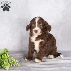 Rosie, Mini Aussiedoodle Puppy