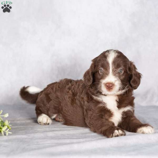 Rosie, Mini Aussiedoodle Puppy