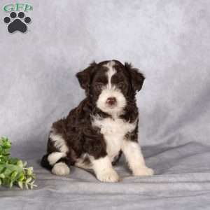 Rieley, Mini Aussiedoodle Puppy