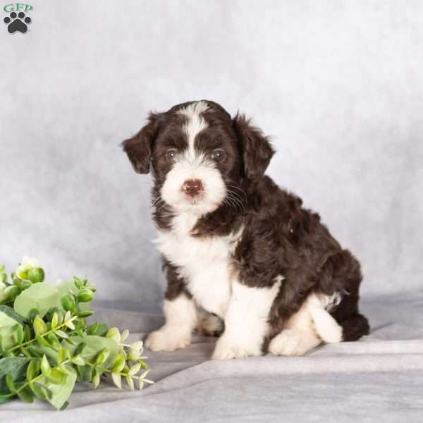 Rieley, Mini Aussiedoodle Puppy