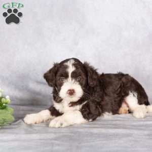 Rieley, Mini Aussiedoodle Puppy