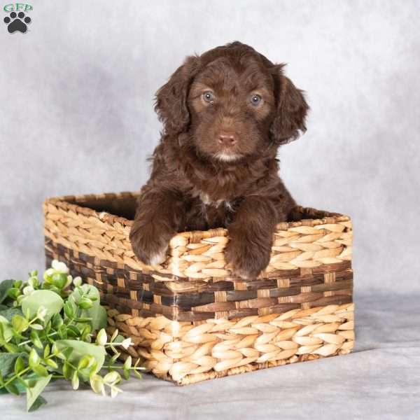 Ruby, Mini Aussiedoodle Puppy