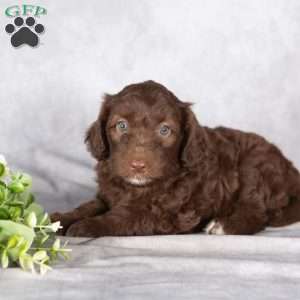 Ruby, Mini Aussiedoodle Puppy