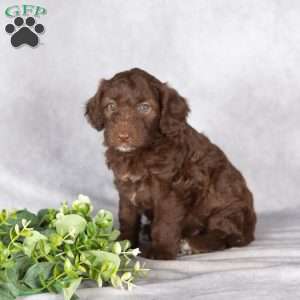Ruby, Mini Aussiedoodle Puppy