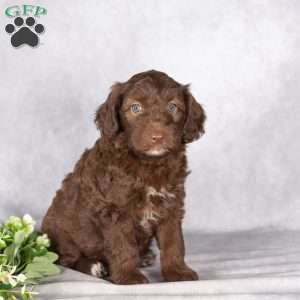 Ruby, Mini Aussiedoodle Puppy