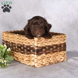 Rhett, Mini Aussiedoodle Puppy