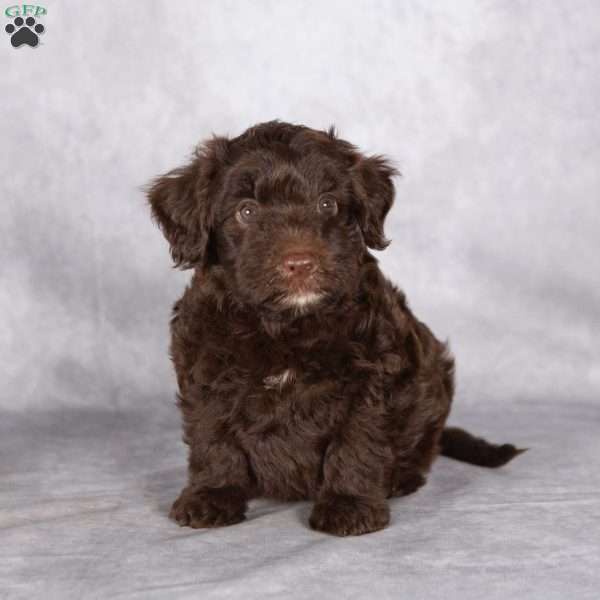 Rhett, Mini Aussiedoodle Puppy
