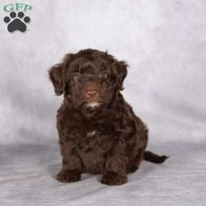 Rhett, Mini Aussiedoodle Puppy