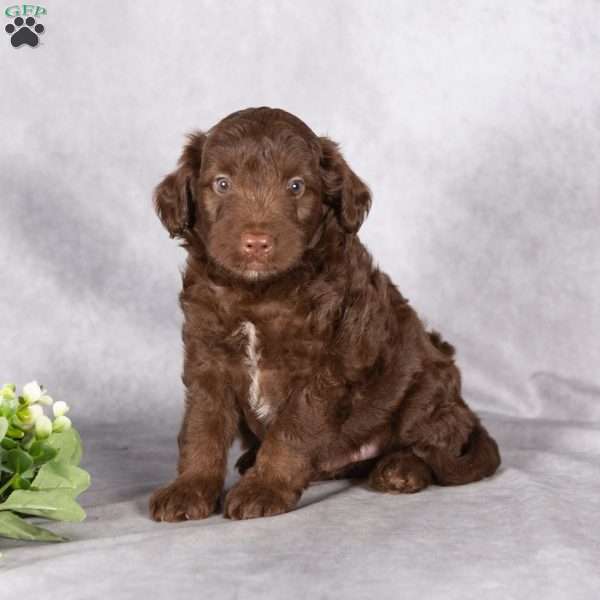 Ryan, Mini Aussiedoodle Puppy