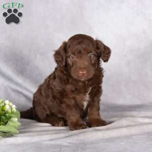 Ryan, Mini Aussiedoodle Puppy
