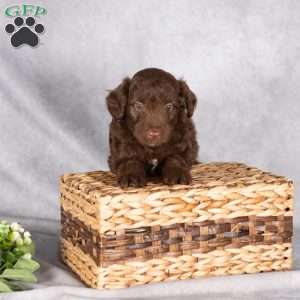 Ryan, Mini Aussiedoodle Puppy