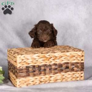 Rex, Mini Aussiedoodle Puppy