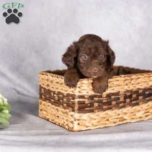 Rex, Mini Aussiedoodle Puppy