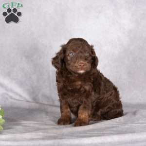 Rex, Mini Aussiedoodle Puppy