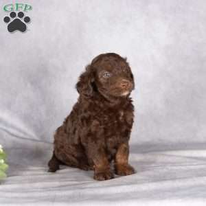Rex, Mini Aussiedoodle Puppy