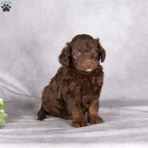 Rex, Mini Aussiedoodle Puppy