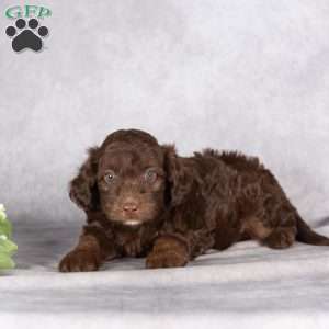 Rex, Mini Aussiedoodle Puppy