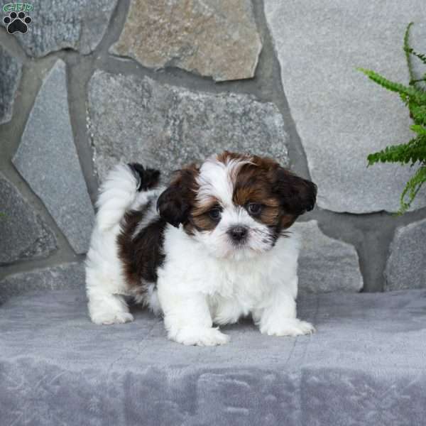 Oakley, Teddy Bear Puppy