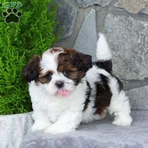 Oakley, Teddy Bear Puppy