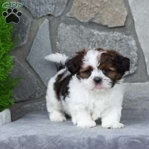 Oakley, Teddy Bear Puppy