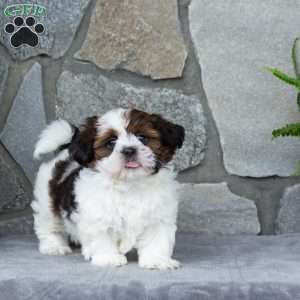 Oakley, Teddy Bear Puppy