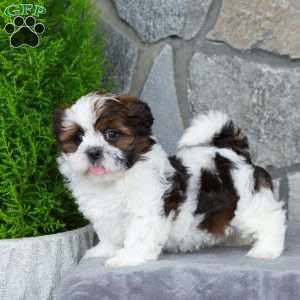 Oakley, Teddy Bear Puppy