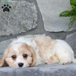 Max, Cavachon Puppy