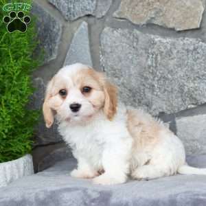 Max, Cavachon Puppy