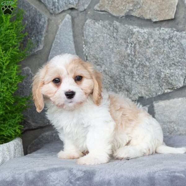 Max, Cavachon Puppy