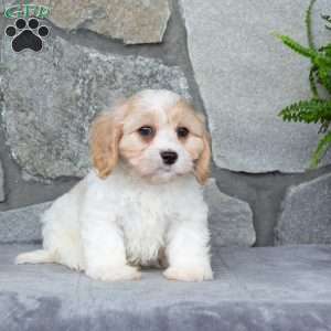 Max, Cavachon Puppy