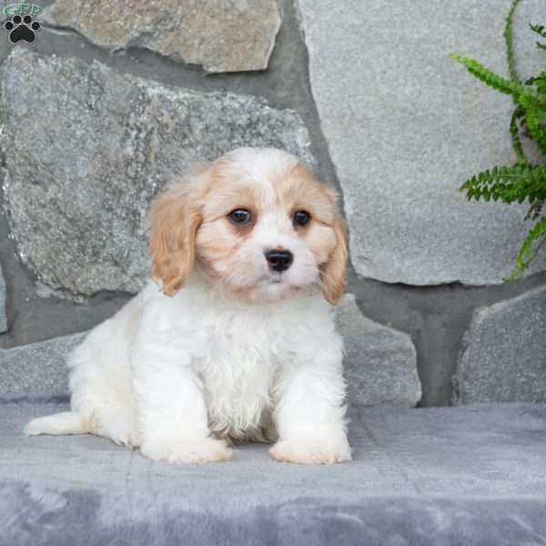 Max, Cavachon Puppy
