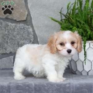 Marshall, Cavachon Puppy