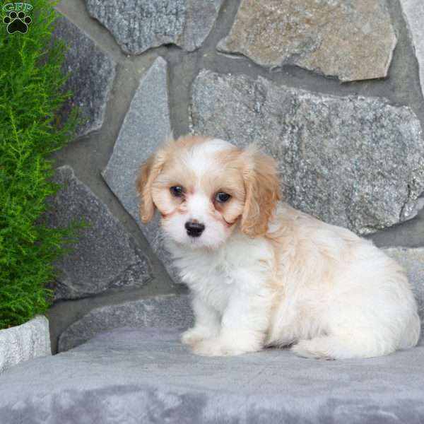 Marshall, Cavachon Puppy